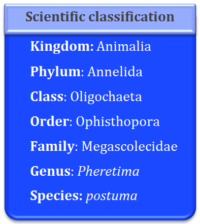 classification of Pheretima posthuma, earthworm general characters, Earthworm external morphology, Earthworm setae structure, Setae arrangement and functions